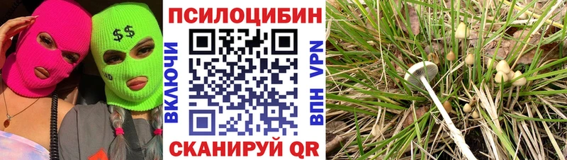 Псилоцибиновые грибы Psilocybe Калининец